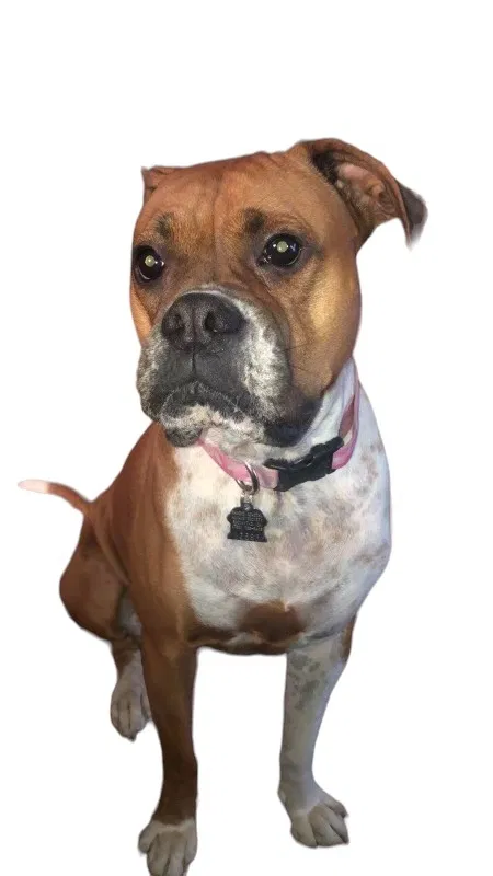 Lost dog in Chula Vista, CA, 91910