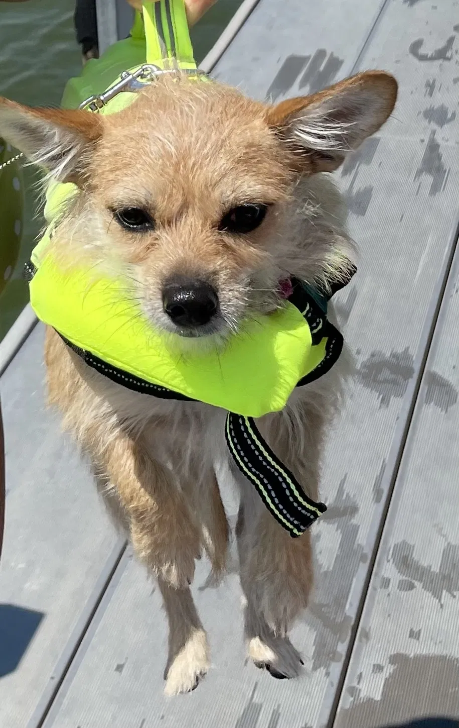 Lost dog in Burleson, TX, 76028
