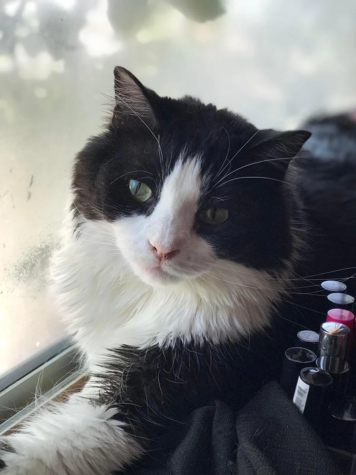 Lost cat in Silverton, OR, 97381