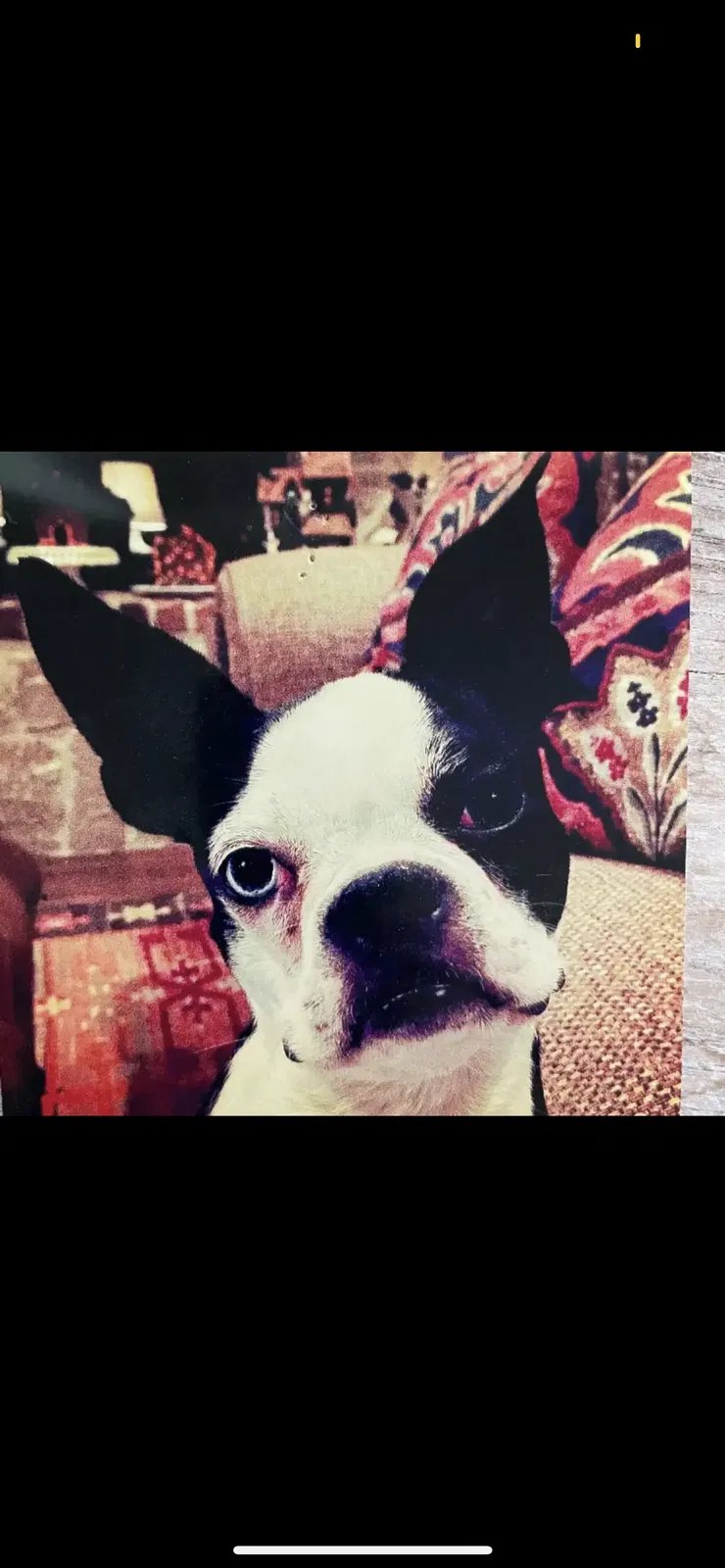 Lost dog in Dallas, TX, 75209
