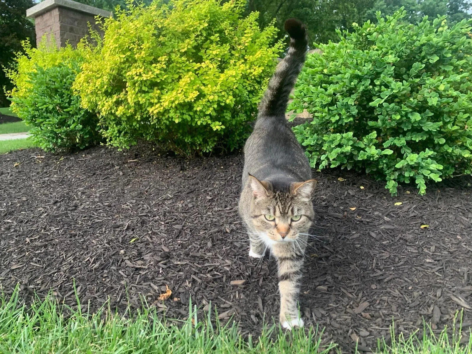 Lost cat in Gibsonia, PA, 15044