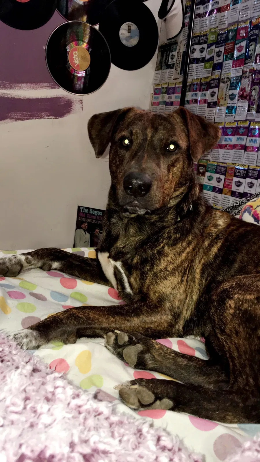 Lost dog in Rogersville, MO, 65742