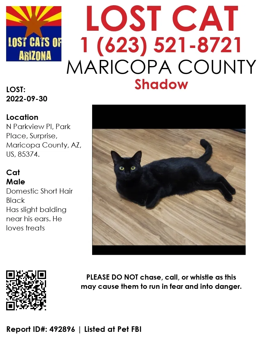 Lost cat in Surprise, AZ, 85374