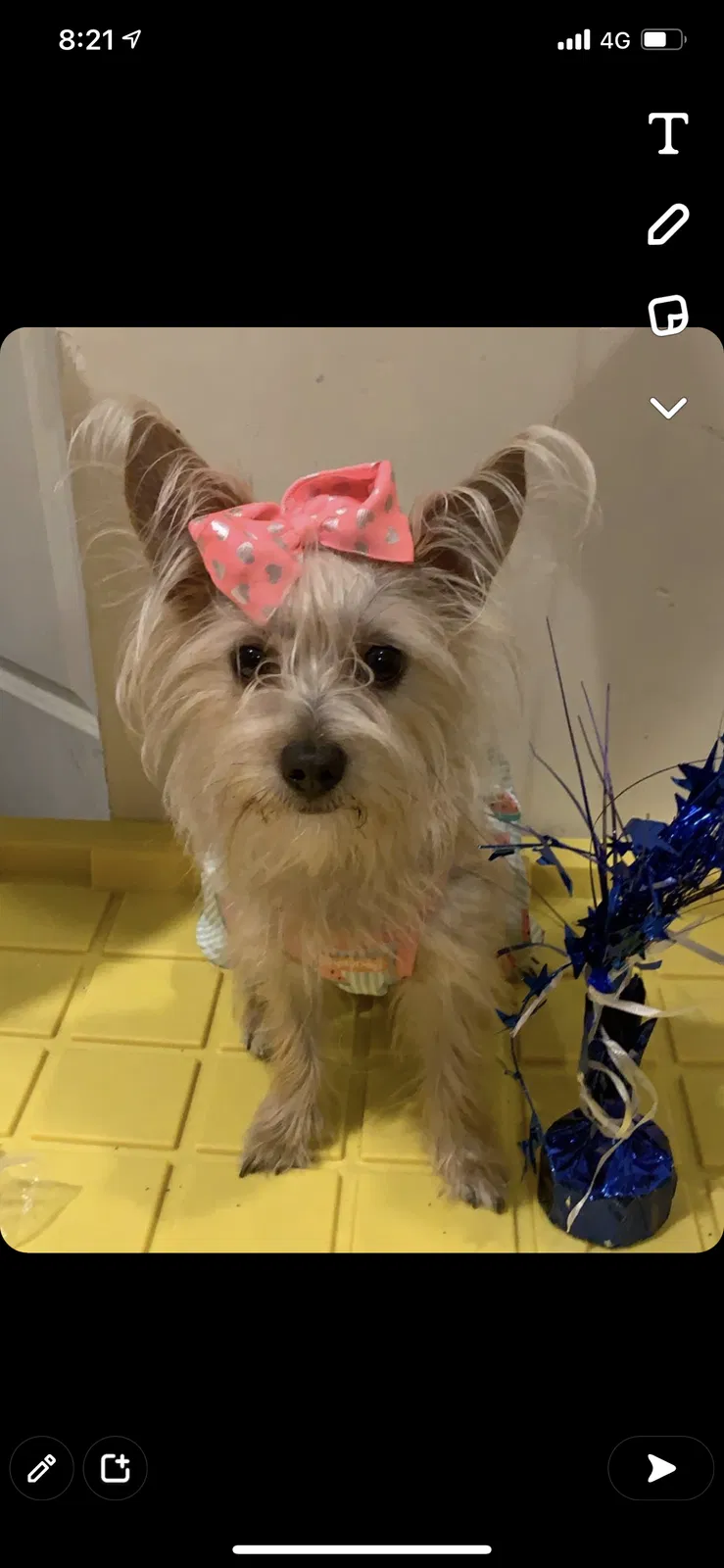 Lost dog in Chicago, IL, 60651