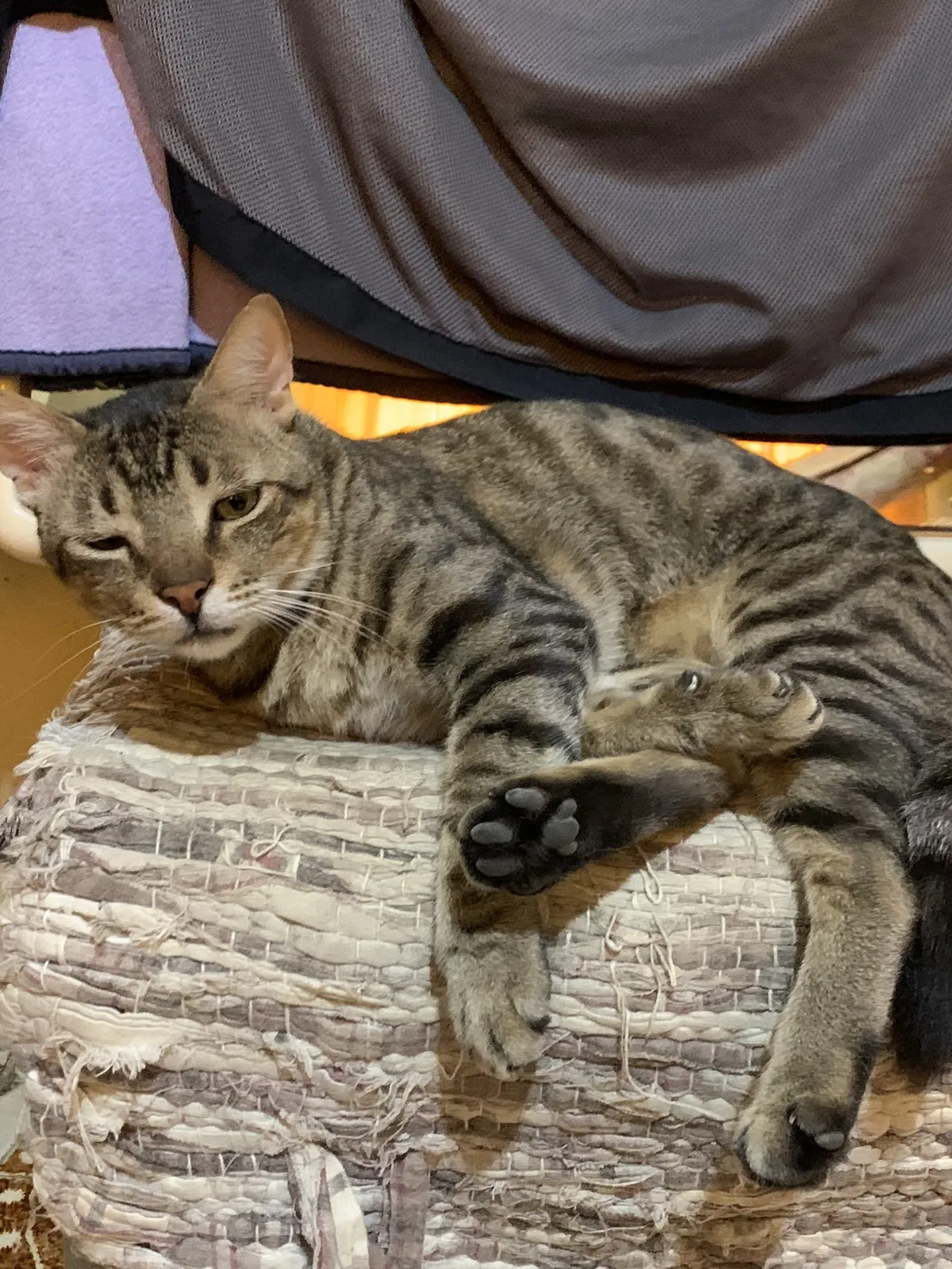 Lost cat in Manchester, TN, 37355