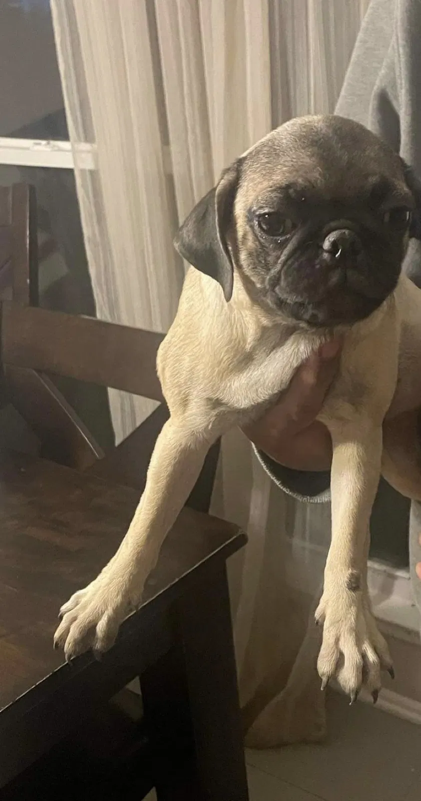Lost dog in San Antonio, TX, 78260
