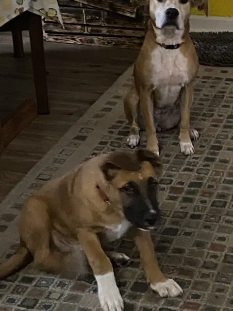 Lost dog in Murrells Inlet, SC, 29576