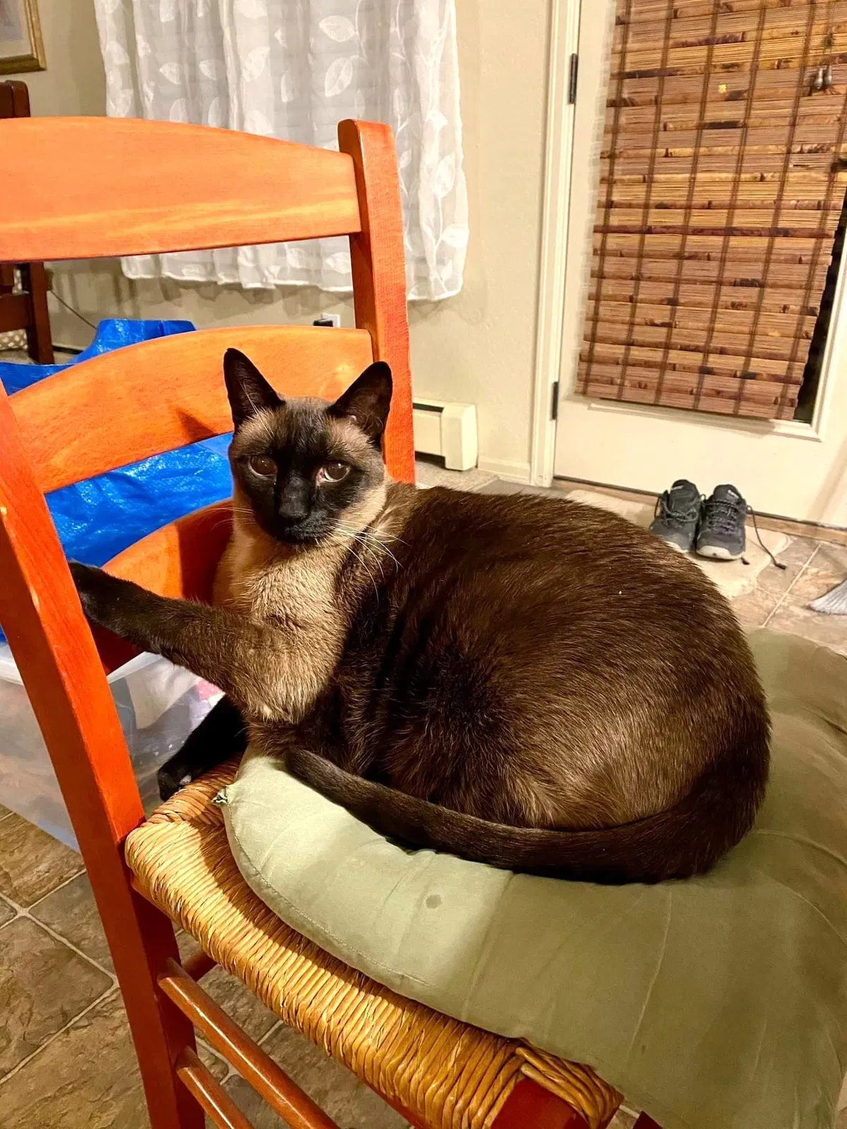 Lost cat in Colorado Springs, CO, 80915