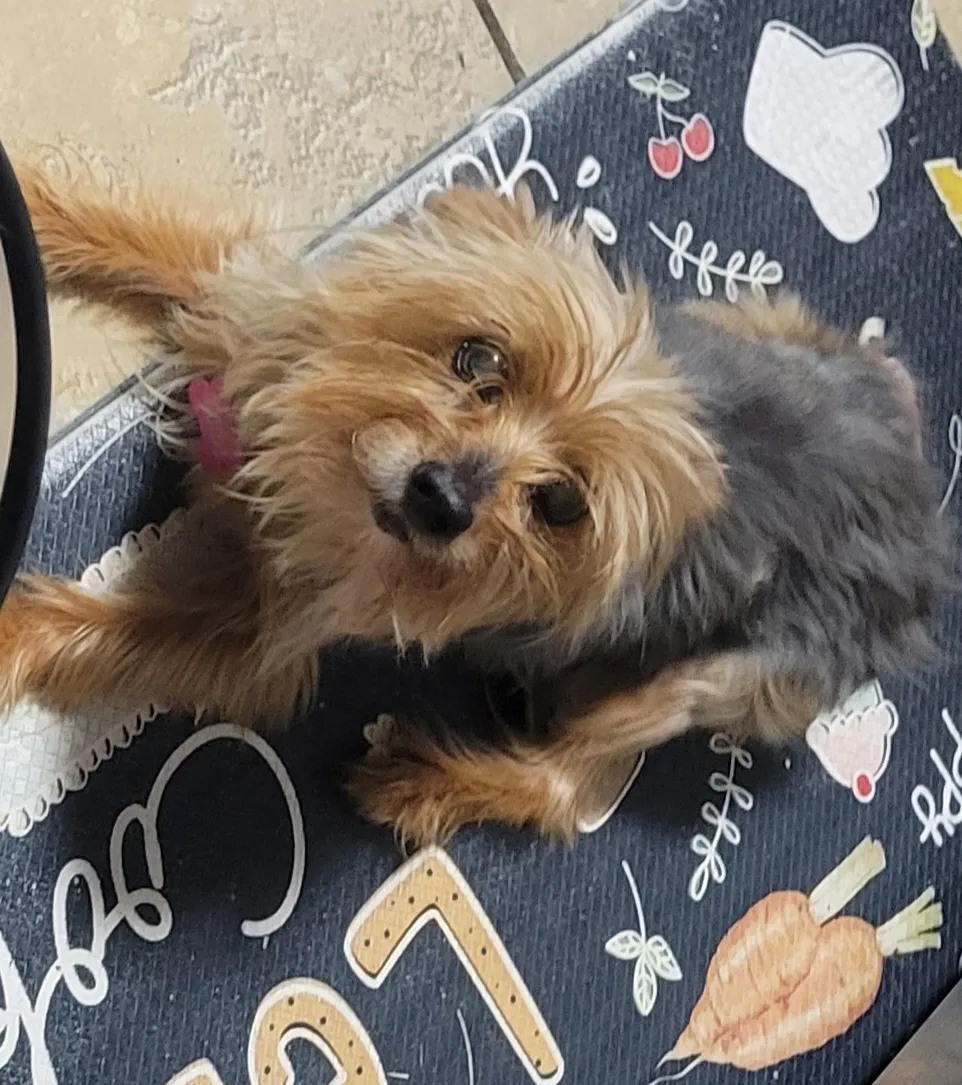 Lost dog in San Antonio, TX, 78245