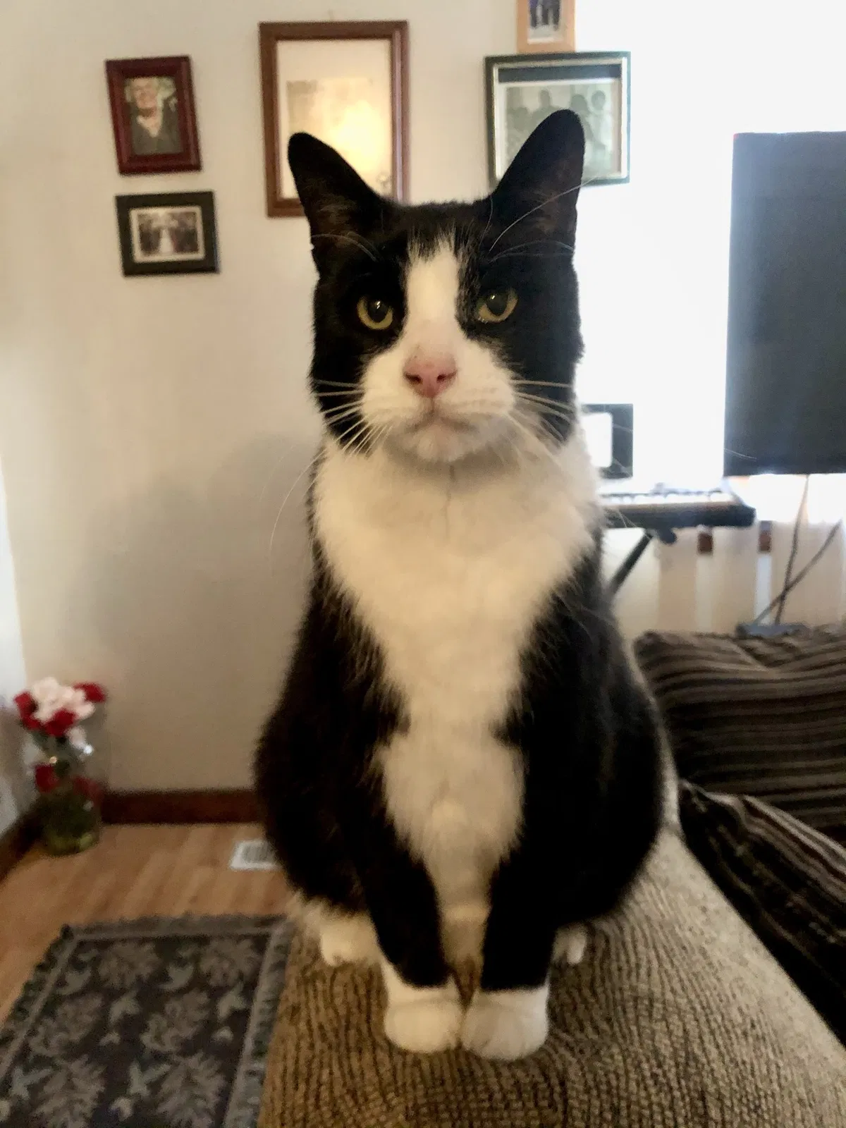 Lost cat in Chicago, IL, 60608