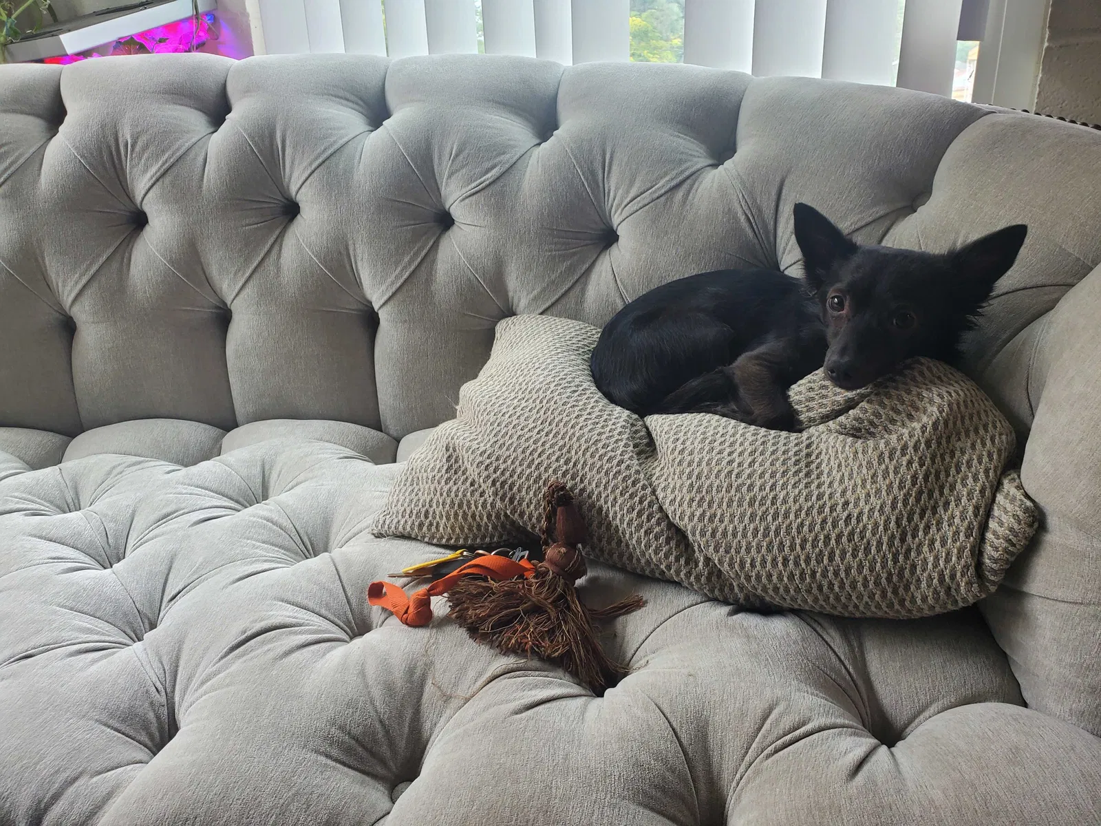 Lost dog in Reno, NV, 89503