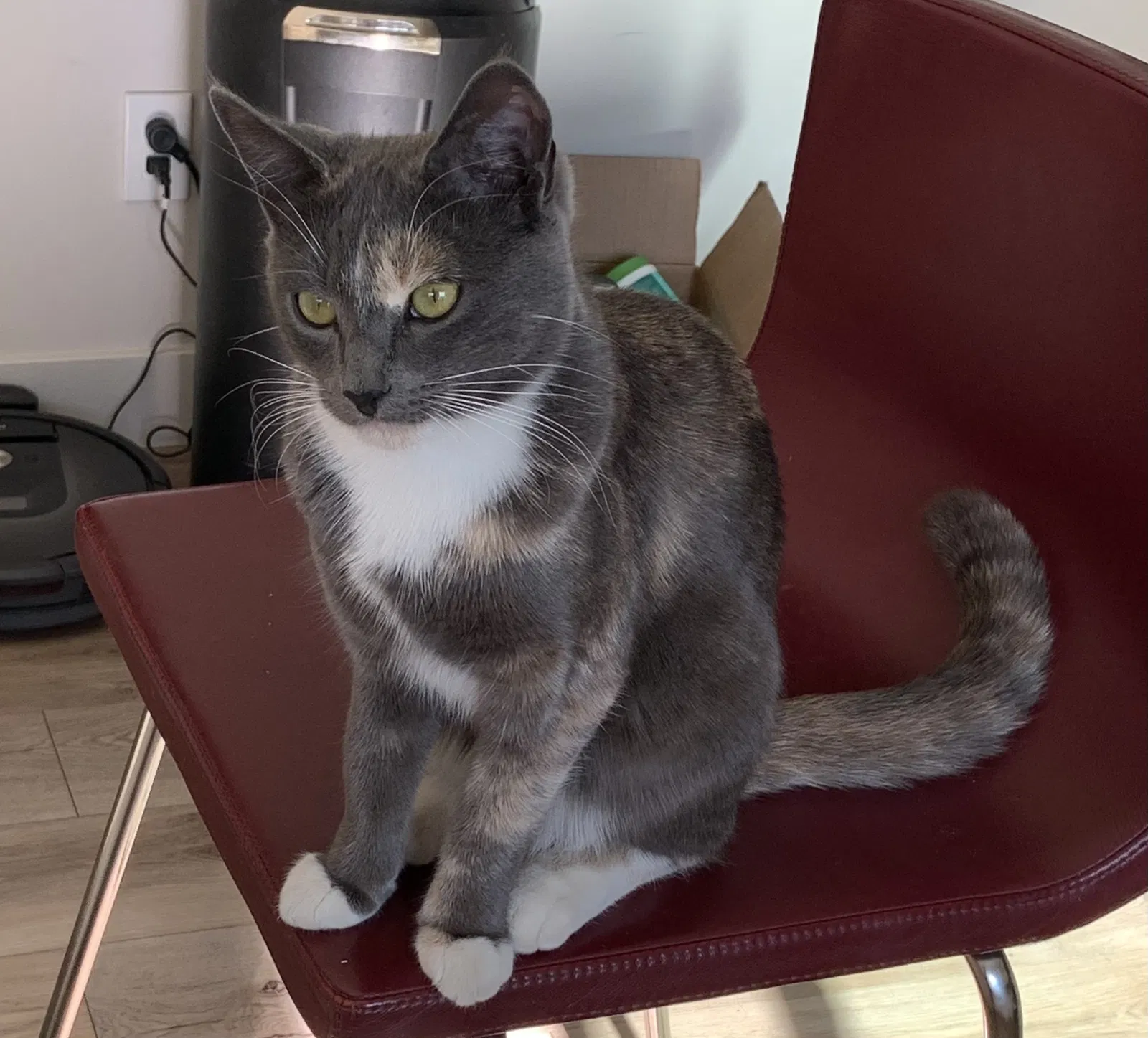 Lost cat in North Hollywood, CA, 91605