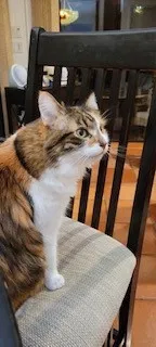 Lost cat in Sarasota, FL, 34231