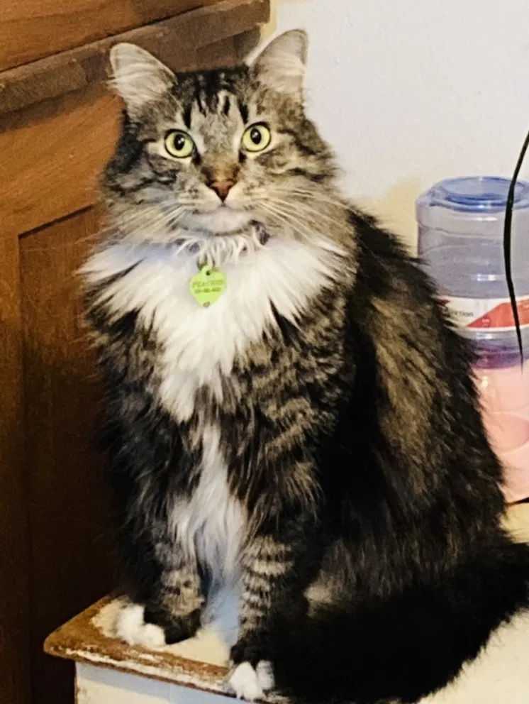 Lost cat in La Mesa, CA, 91941