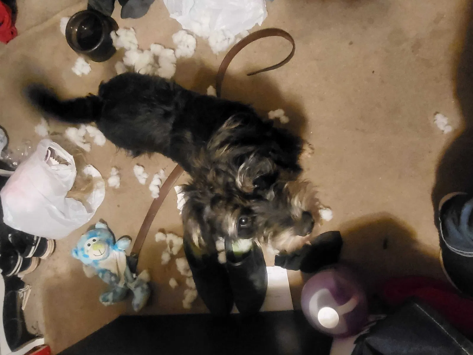Lost dog in Broken Arrow, OK, 74011