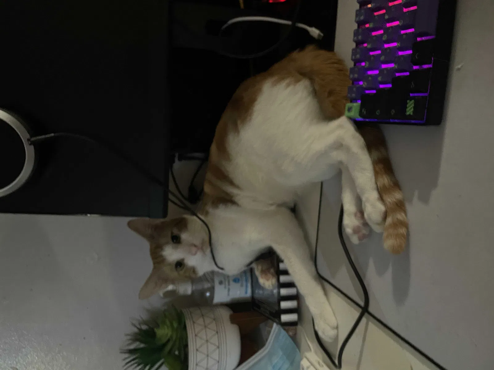 Lost cat in Los Angeles, CA, 90043