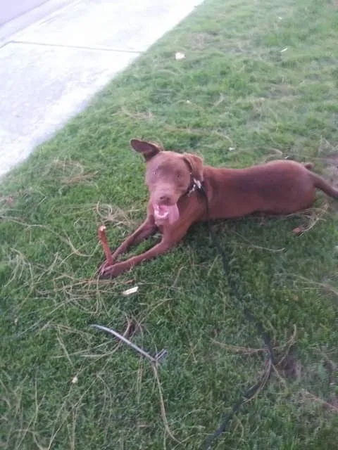Lost dog in Bakersfield, CA, 93308
