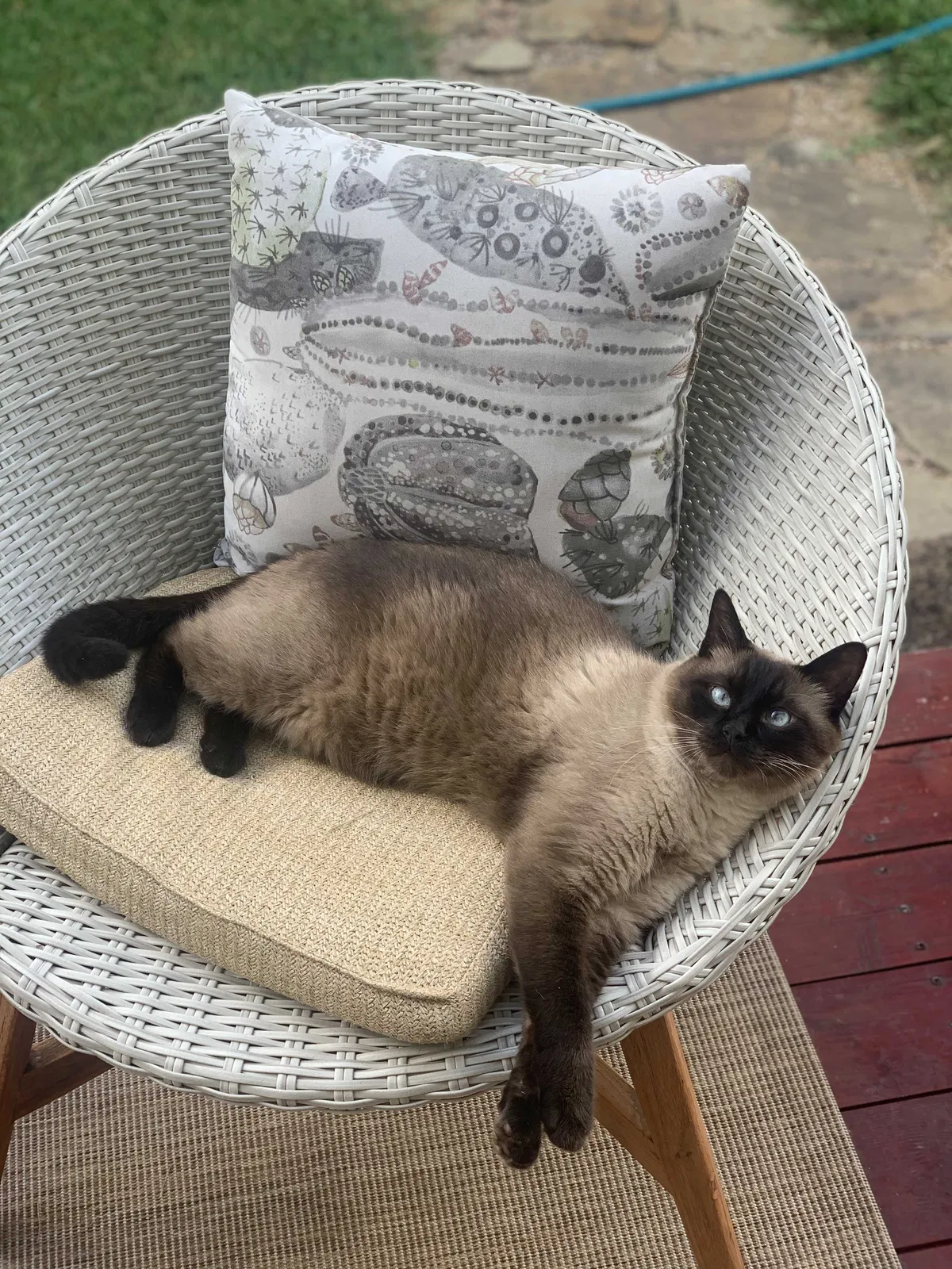 Lost cat in Austin, TX, 78748