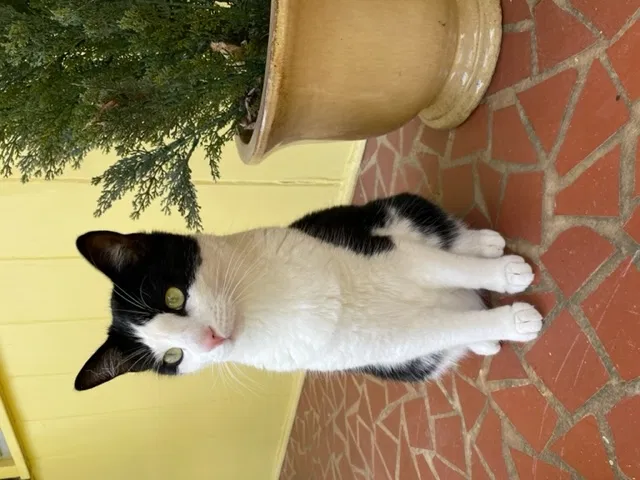 Lost cat in Charlotte, NC, 28208