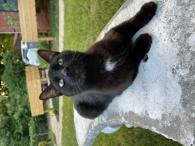 Lost cat in Charlotte, NC, 28208