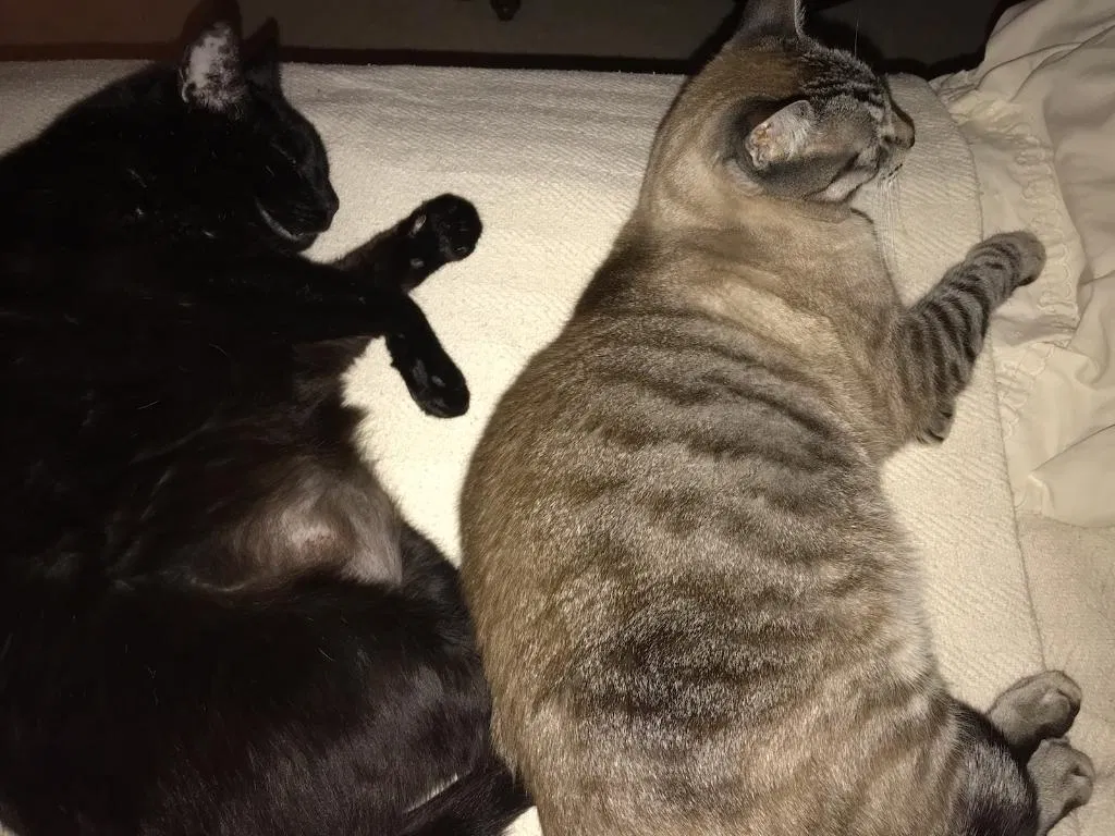 Lost cat in Rancho Santa Margarita, CA, 92688