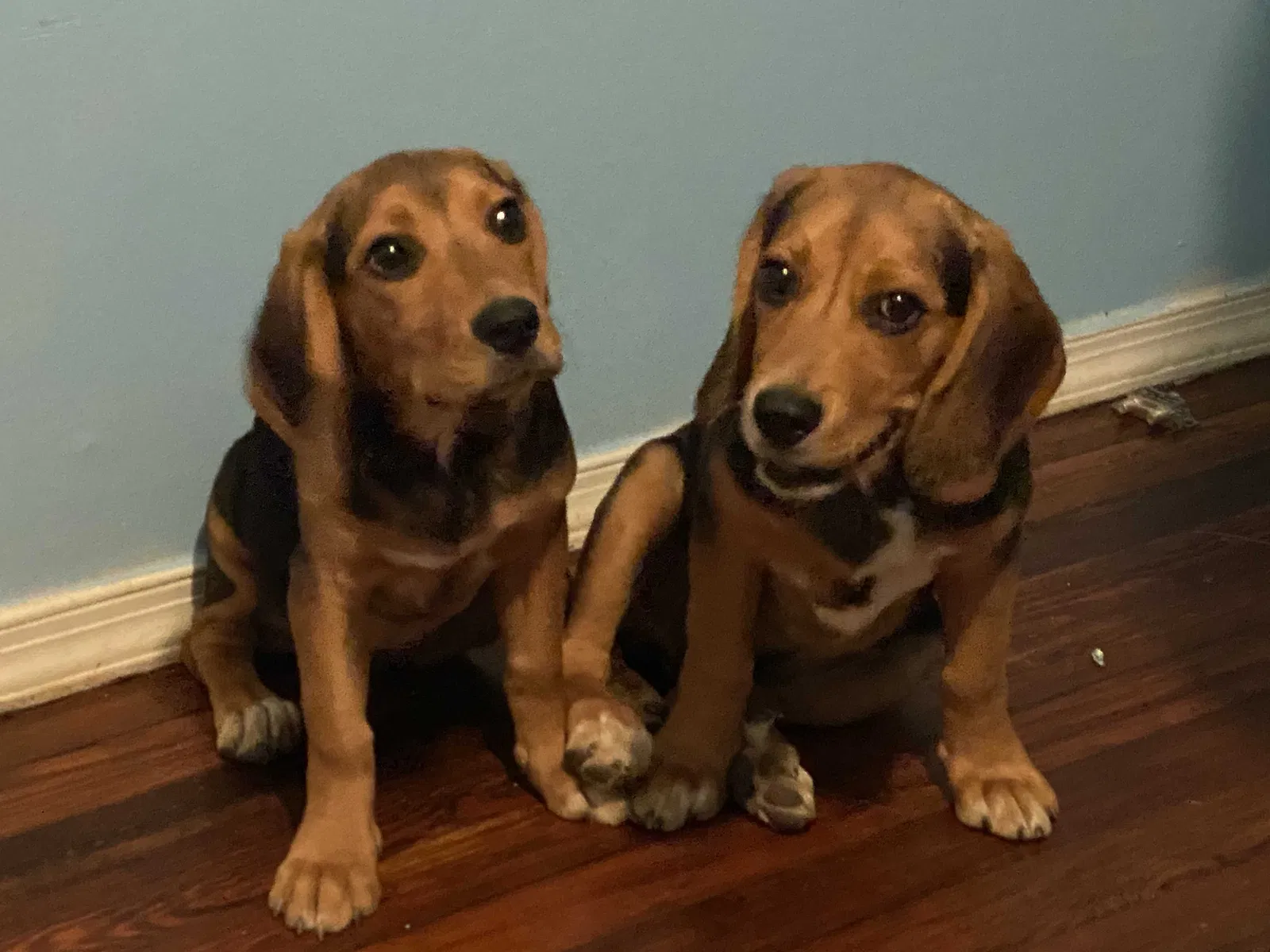 Lost dog in Riverdale, MD, 20737