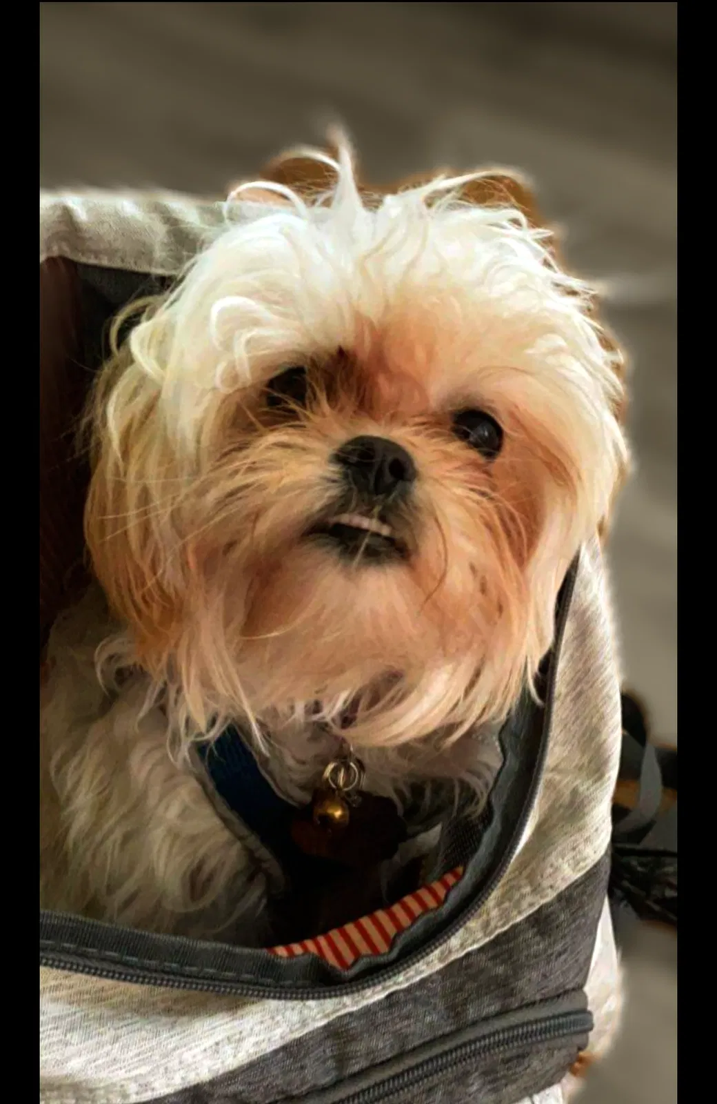 Lost dog in Saint Paul, MN, 55106