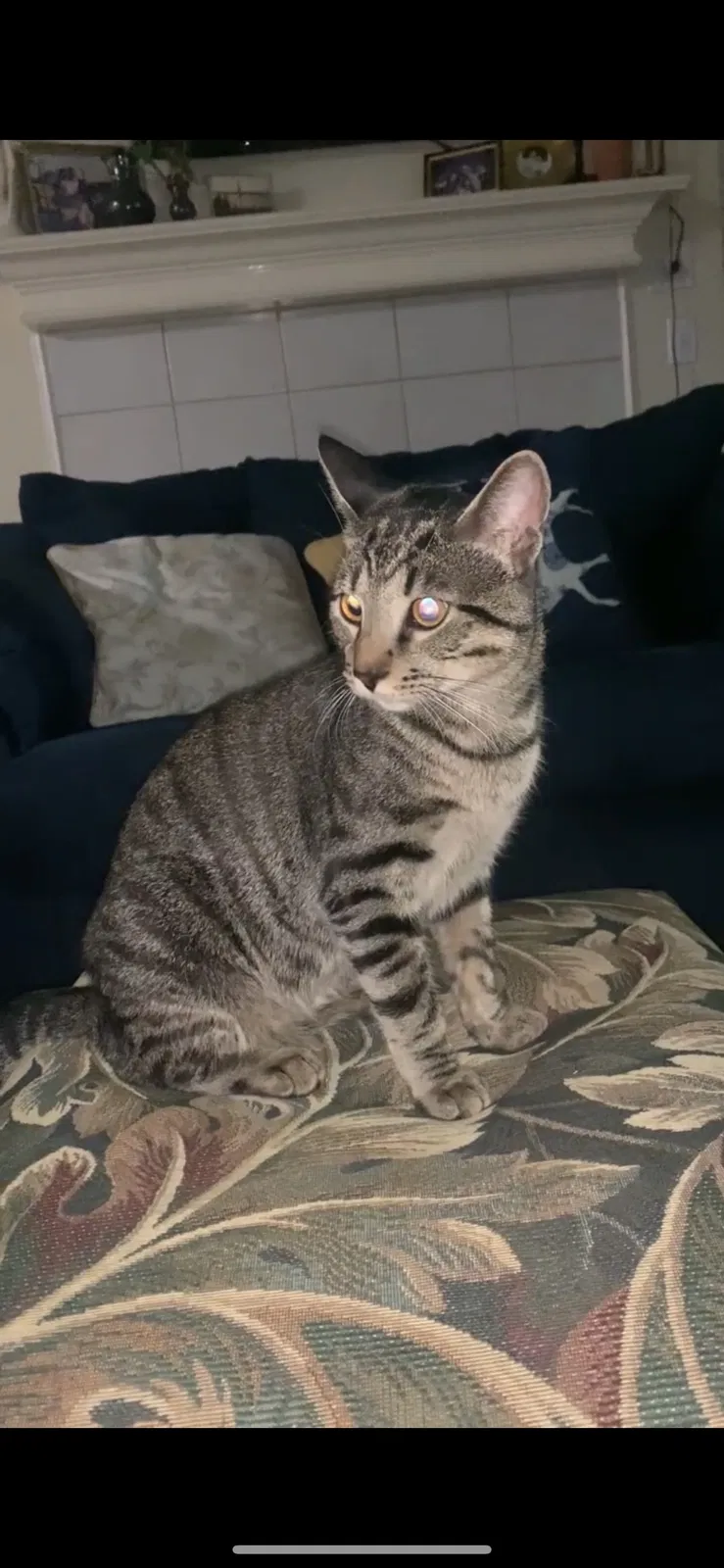 Lost cat in Fort Worth, TX, 76131