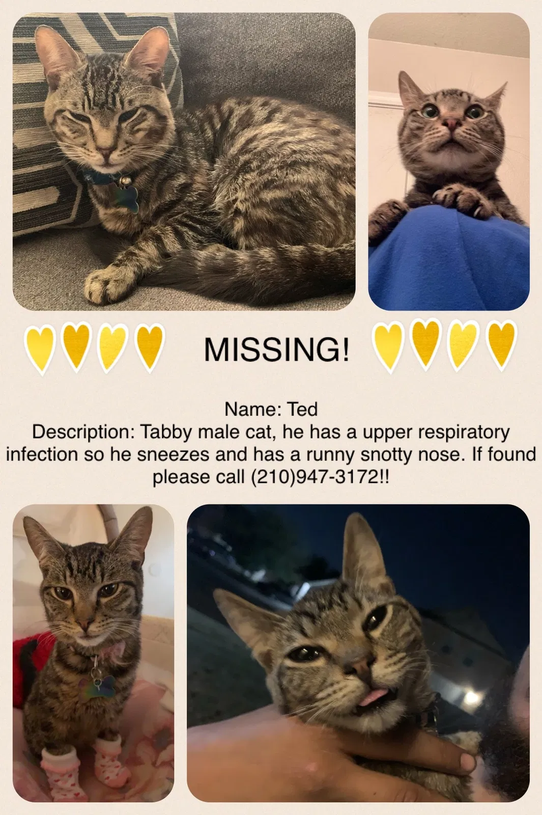 Lost cat in San Antonio, TX, 78254