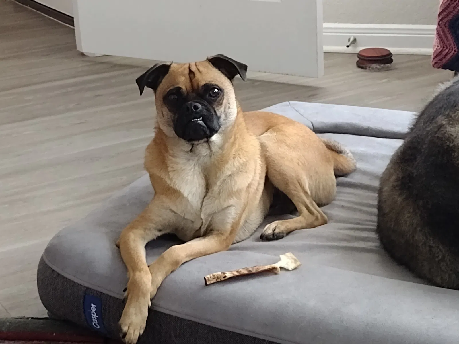 Lost dog in San Antonio, TX, 78252
