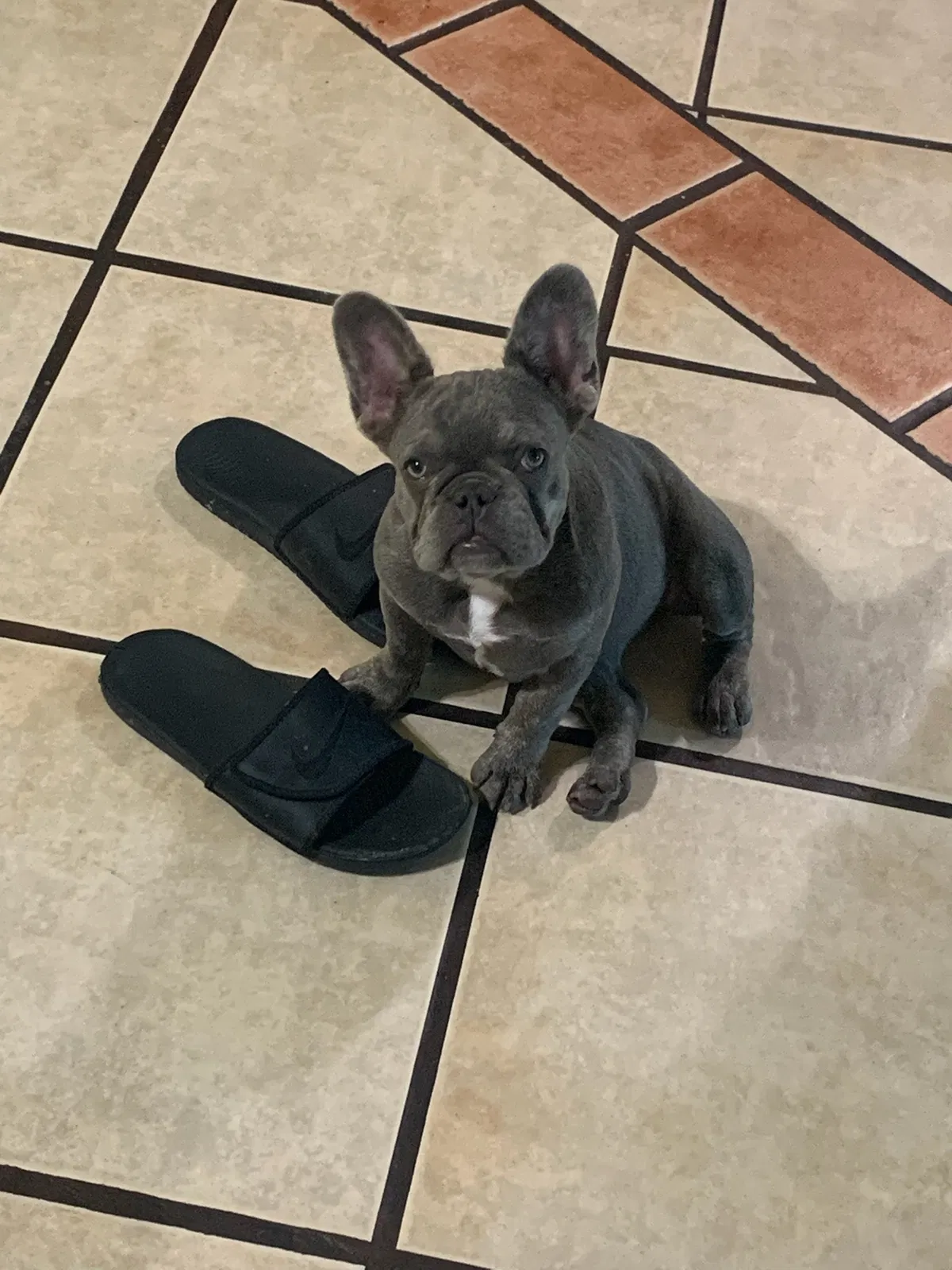 Lost dog in Modesto, CA, 95357