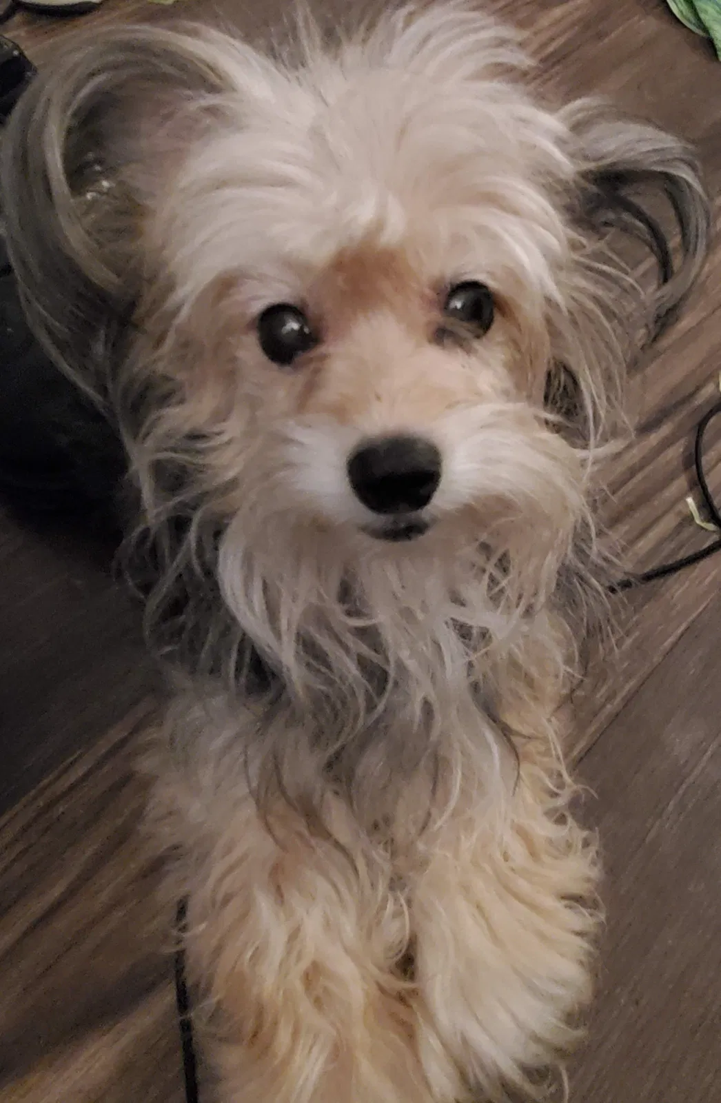Lost dog in San Antonio, TX, 78213