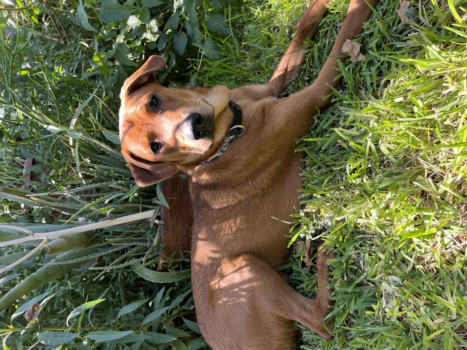 Lost dog in Phoenix, AZ, 85018