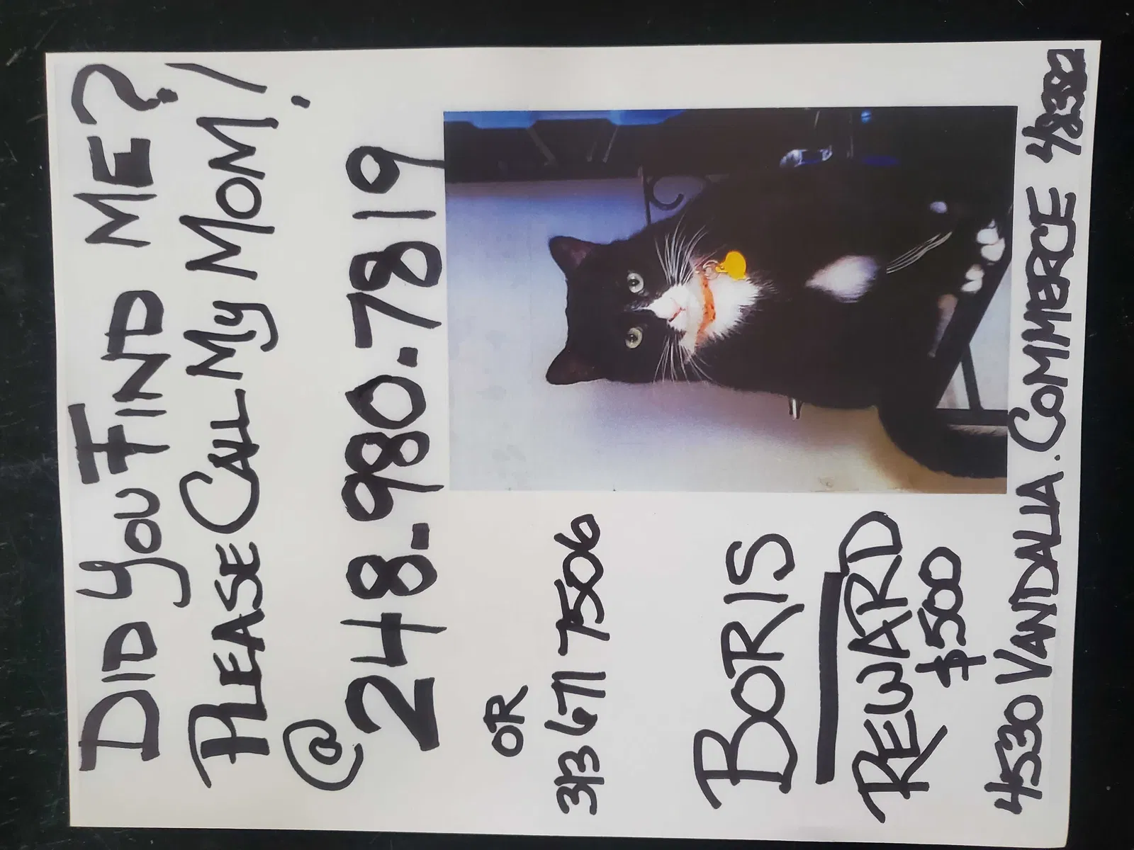 Lost cat in Commerce Township, MI, 48382