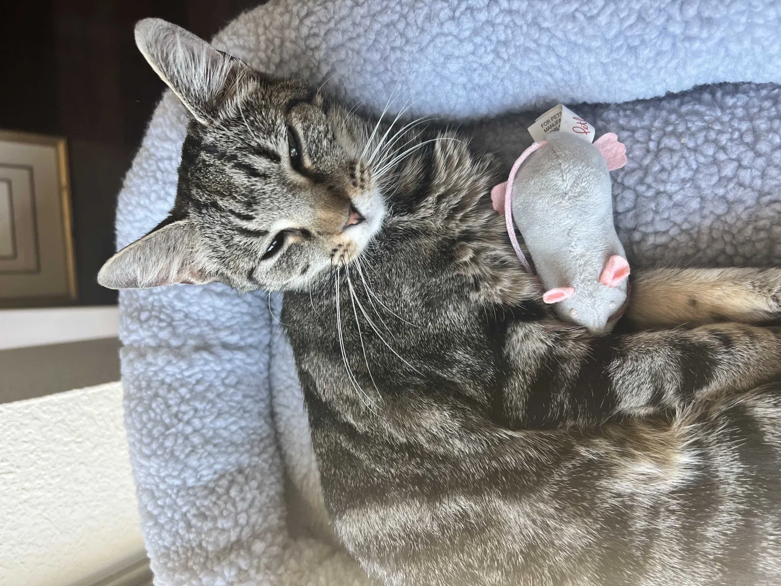 Lost cat in Austin, TX, 78737