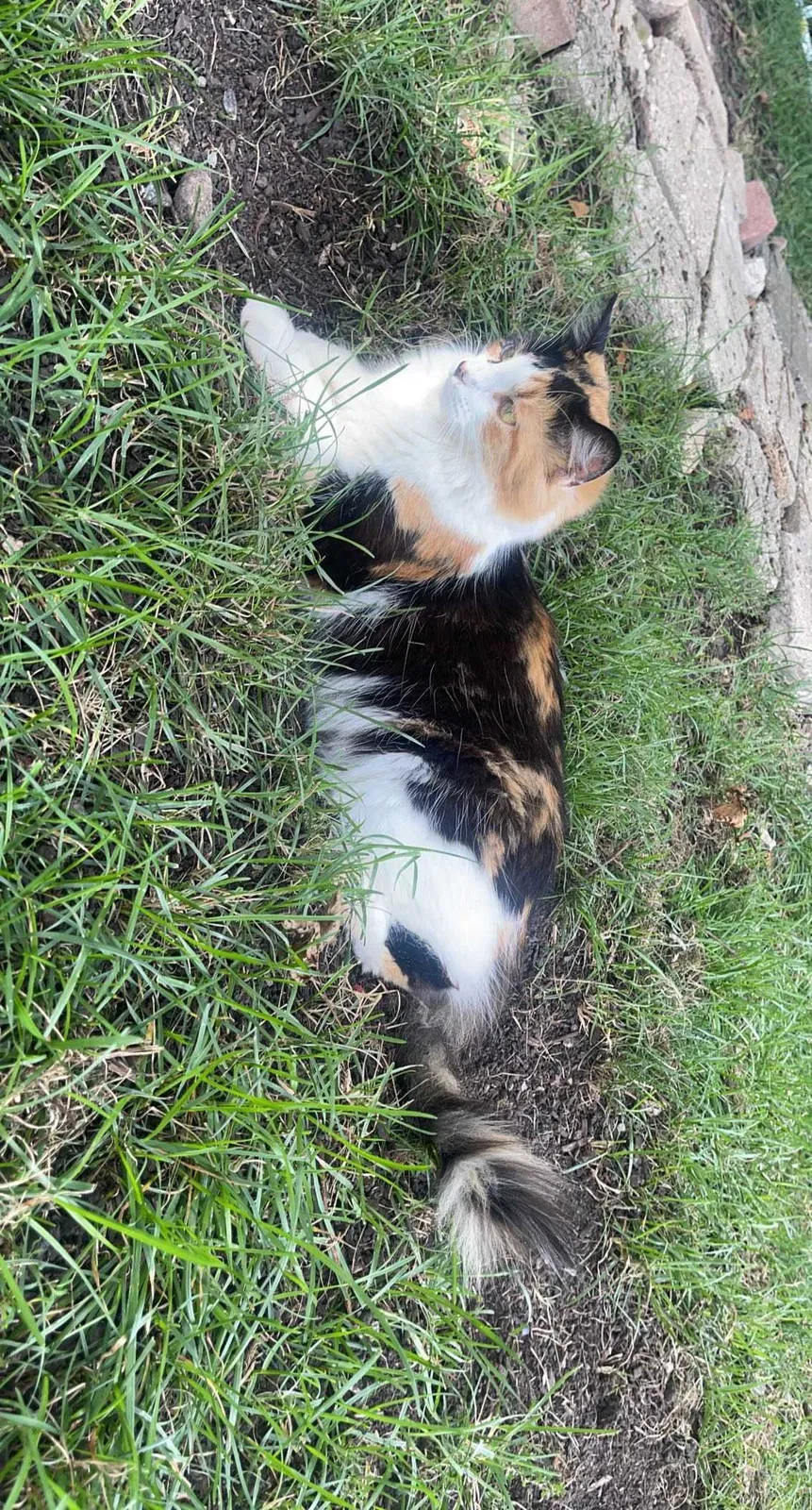 Lost cat in Joliet, IL, 60431