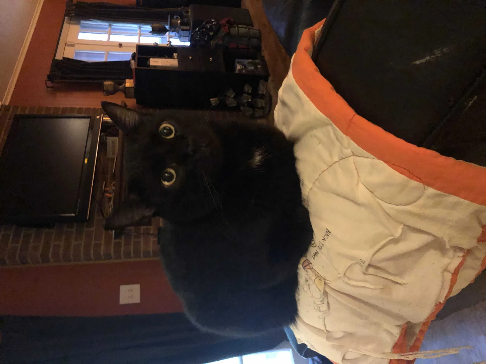 Lost cat in Santa Rosa, CA, 95409