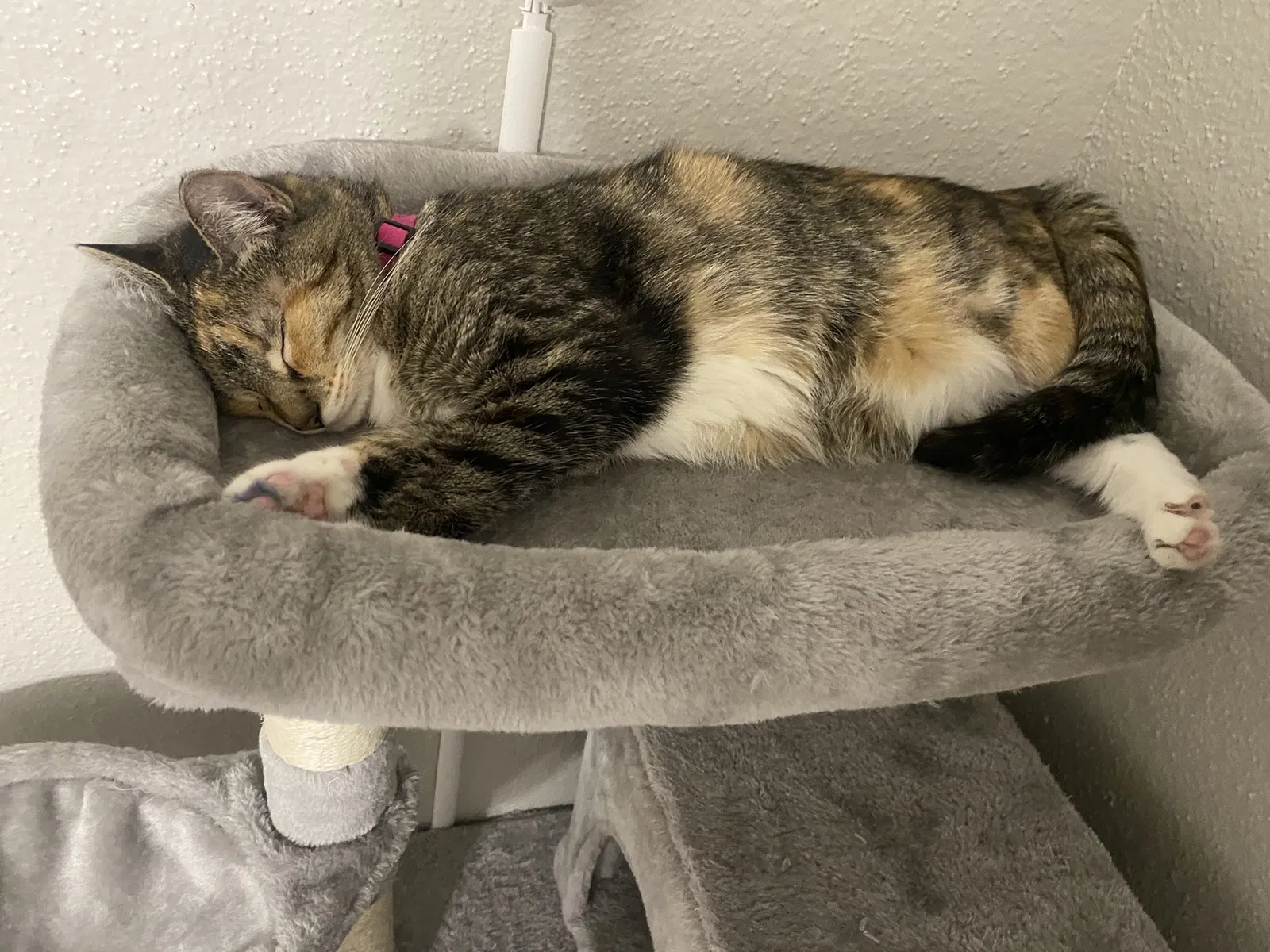 Lost cat in Garland, TX, 75044