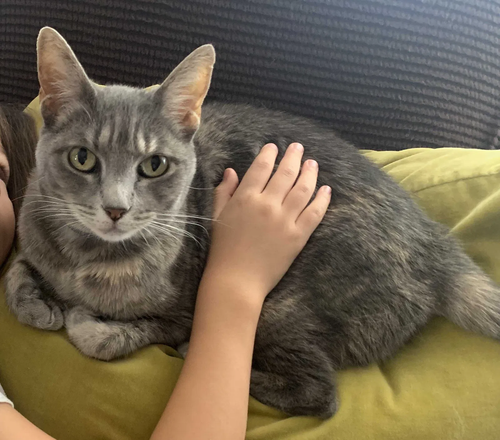 Lost cat in Pasadena, CA, 91106