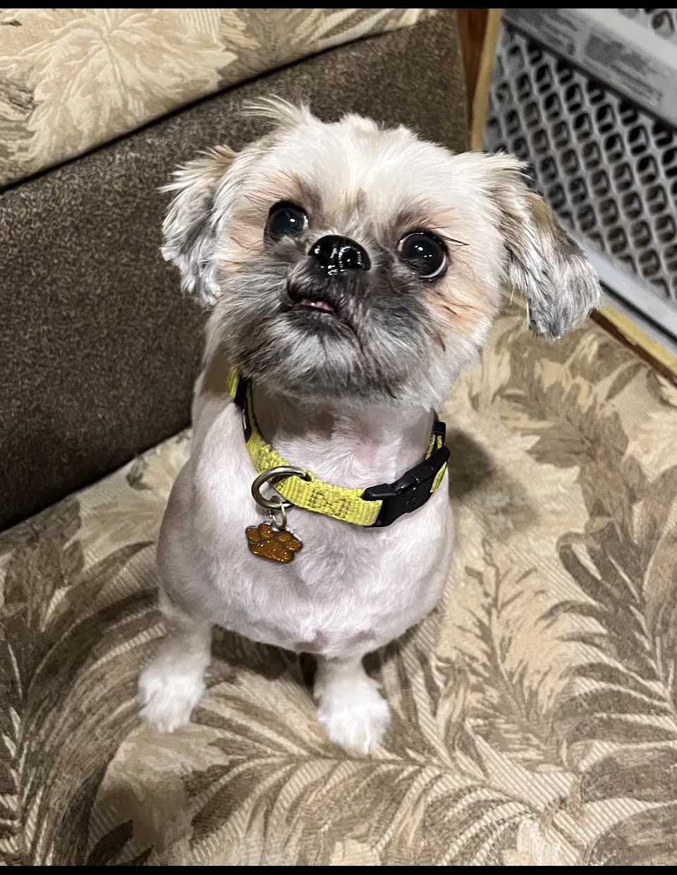 Lost dog in Smithfield, VA, 23430