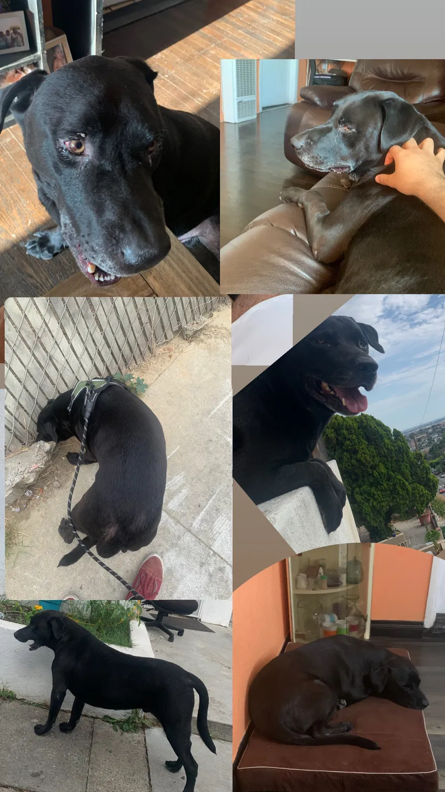 Lost dog in Los Angeles, CA, 90063