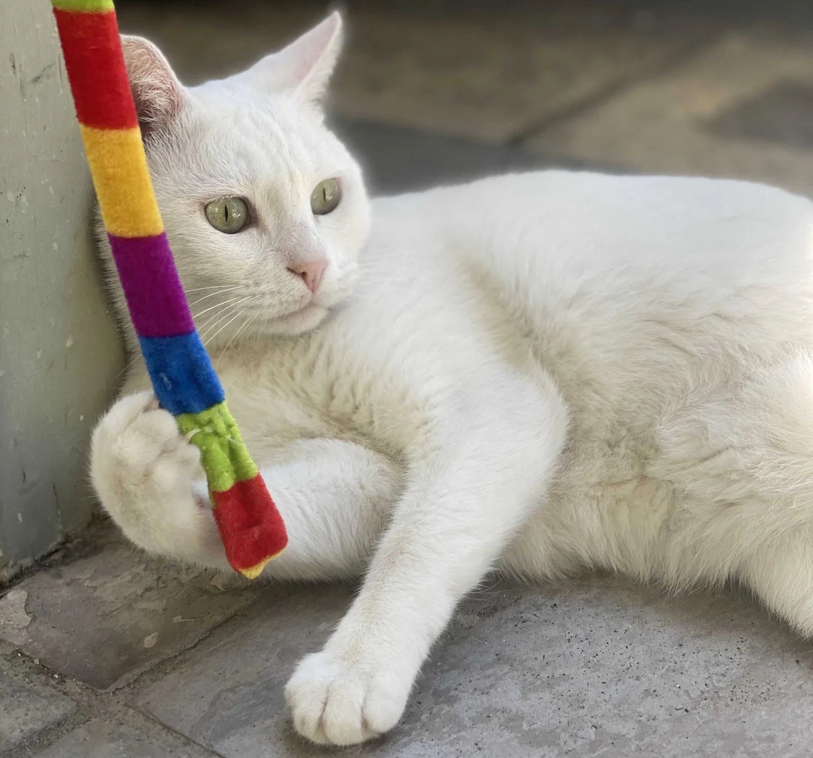Lost cat in Houston, TX, 77063