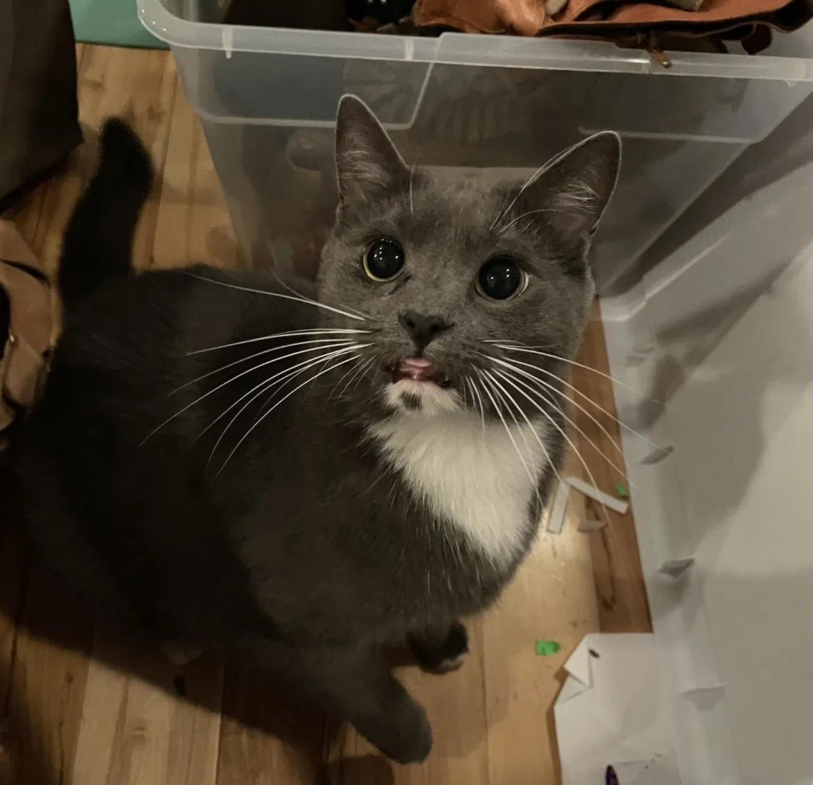 Lost cat in Winston Salem, NC, 27106