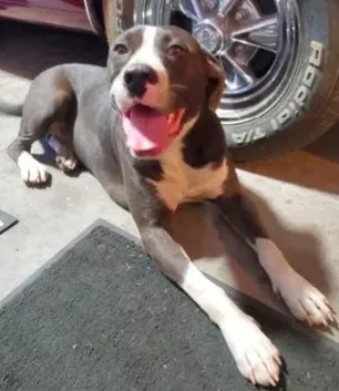 Lost dog in Oklahoma City, OK, 73115