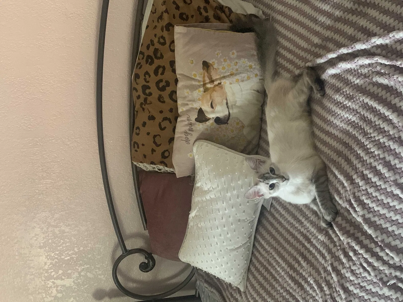 Lost cat in Abilene, TX, 79603