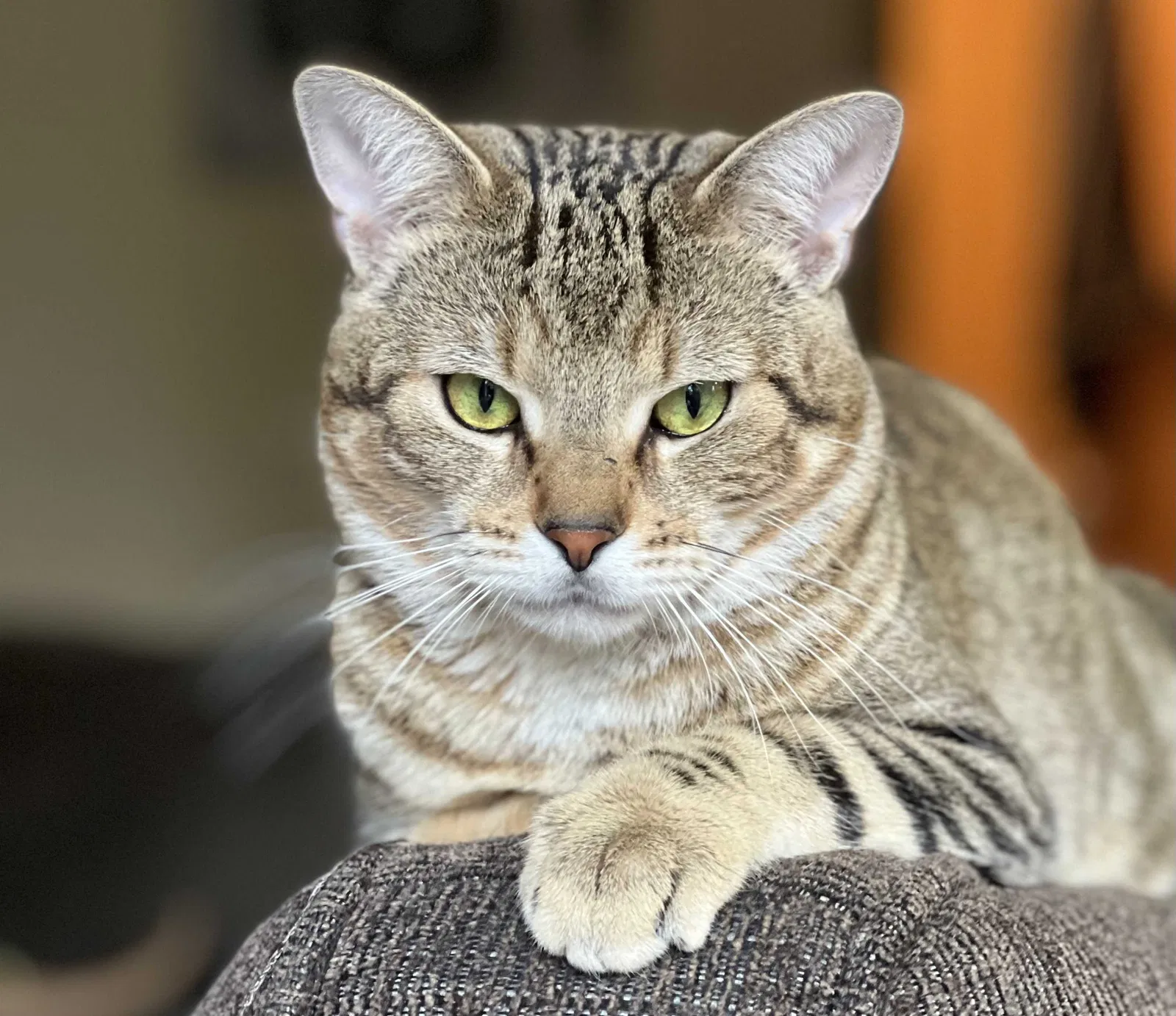 Lost cat in Olympia, WA, 98501