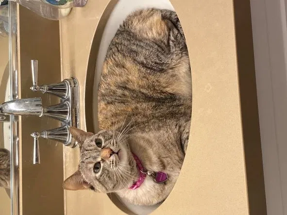 Lost cat in San Diego, CA, 92124