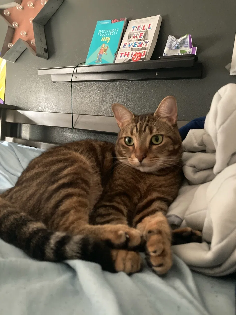 Lost cat in Orlando, FL, 32818