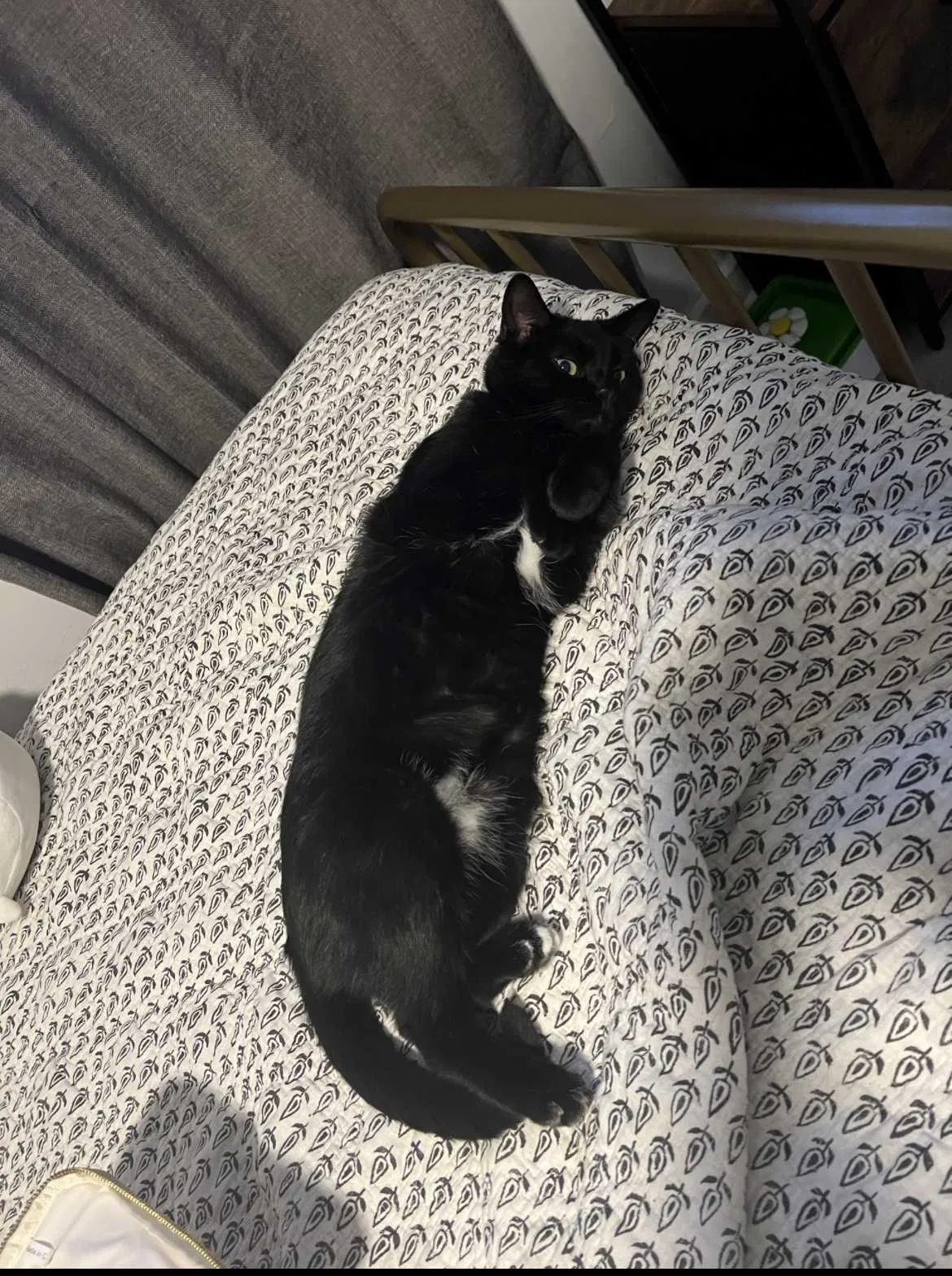Lost cat in Pittsburgh, PA, 15211