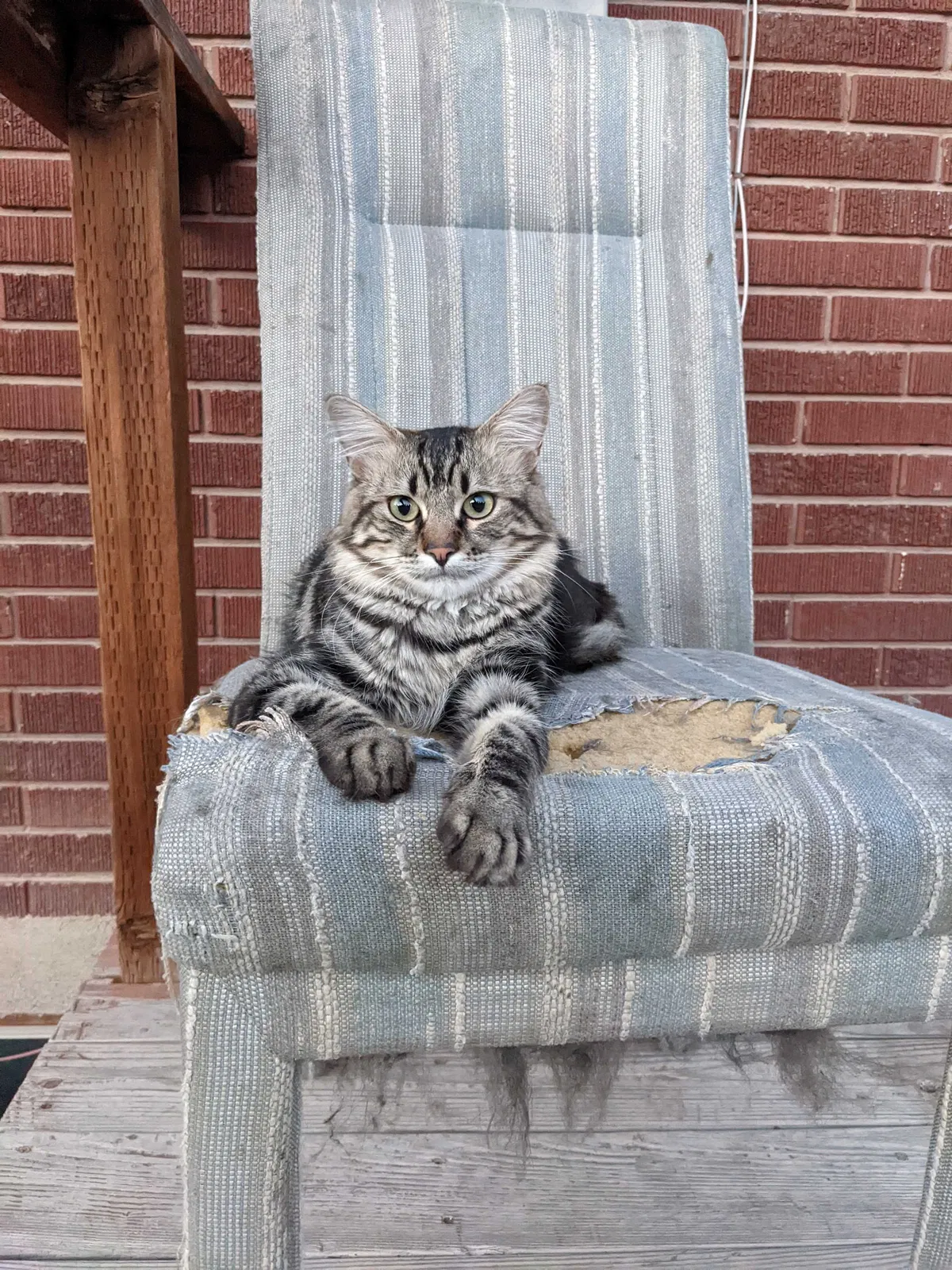 Lost cat in Salt Lake City, UT, 84119